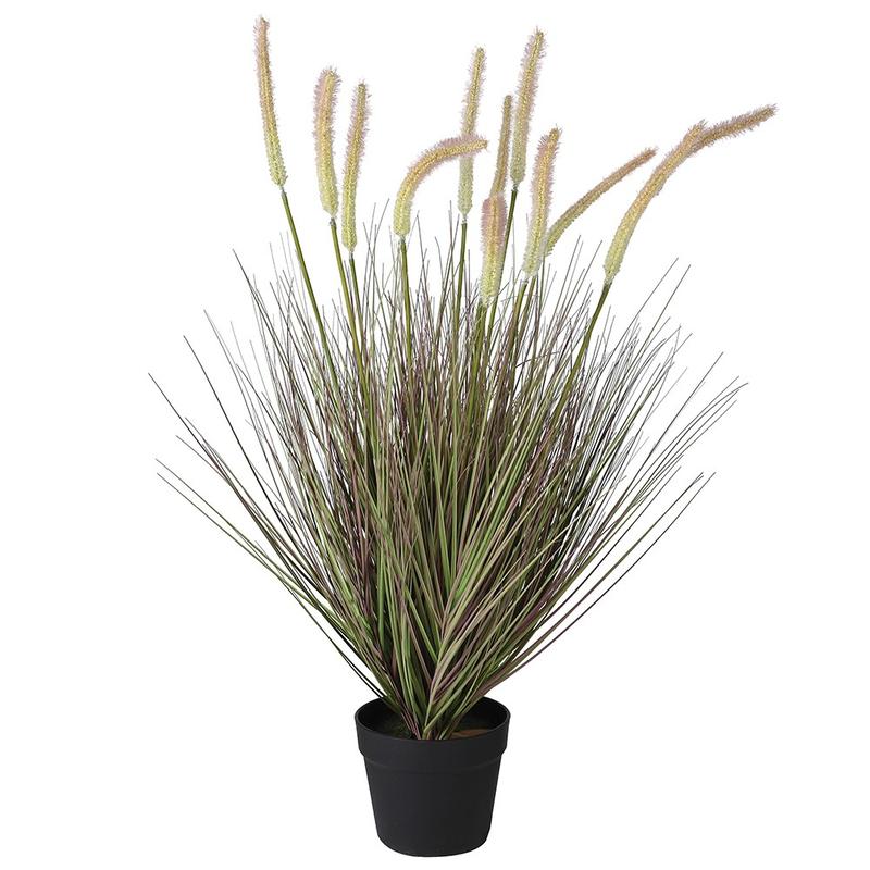 Onion Grass with Cattail in Black Pot