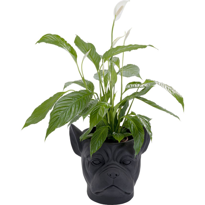 Black Bulldog Planter