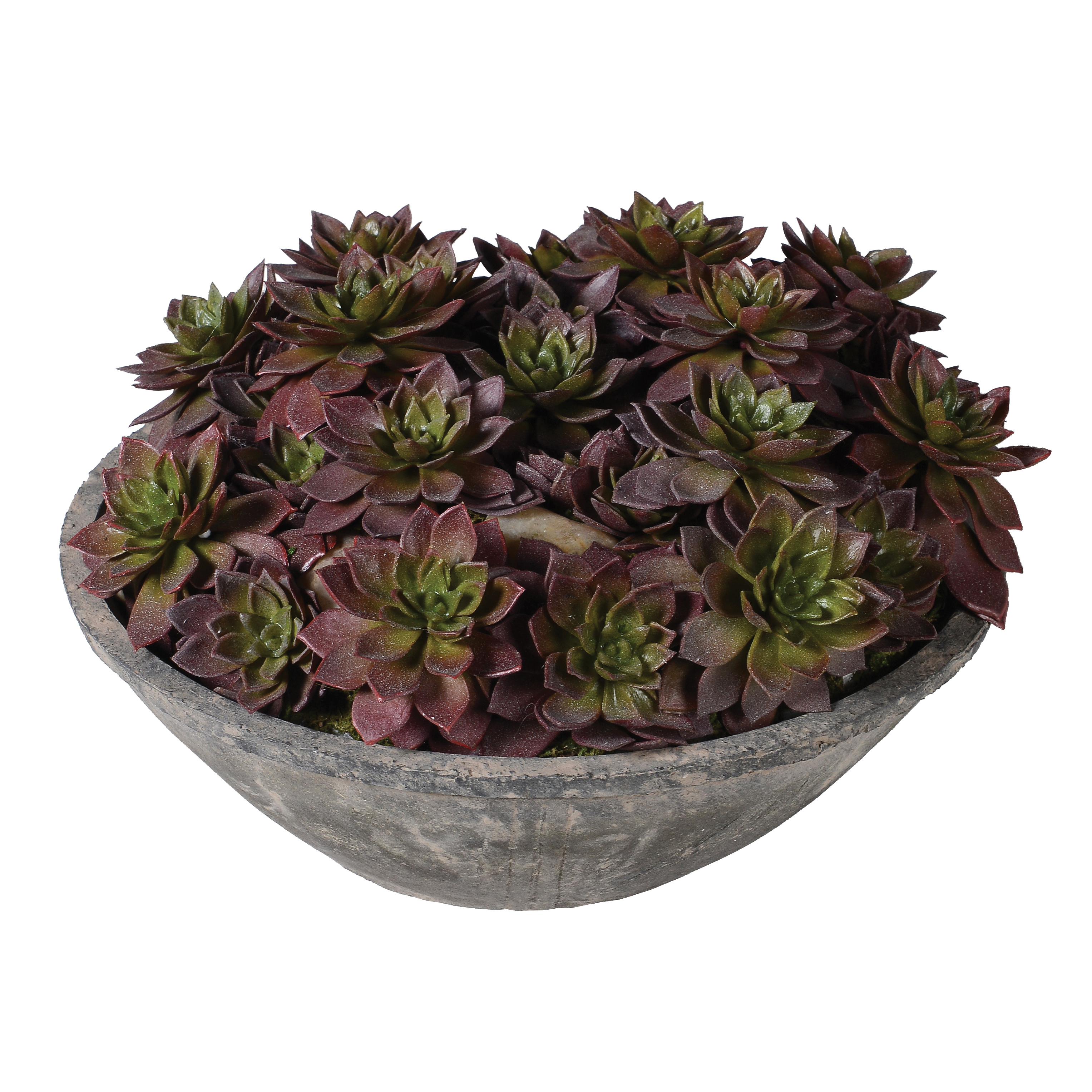 Echeveria Plant In Bowl