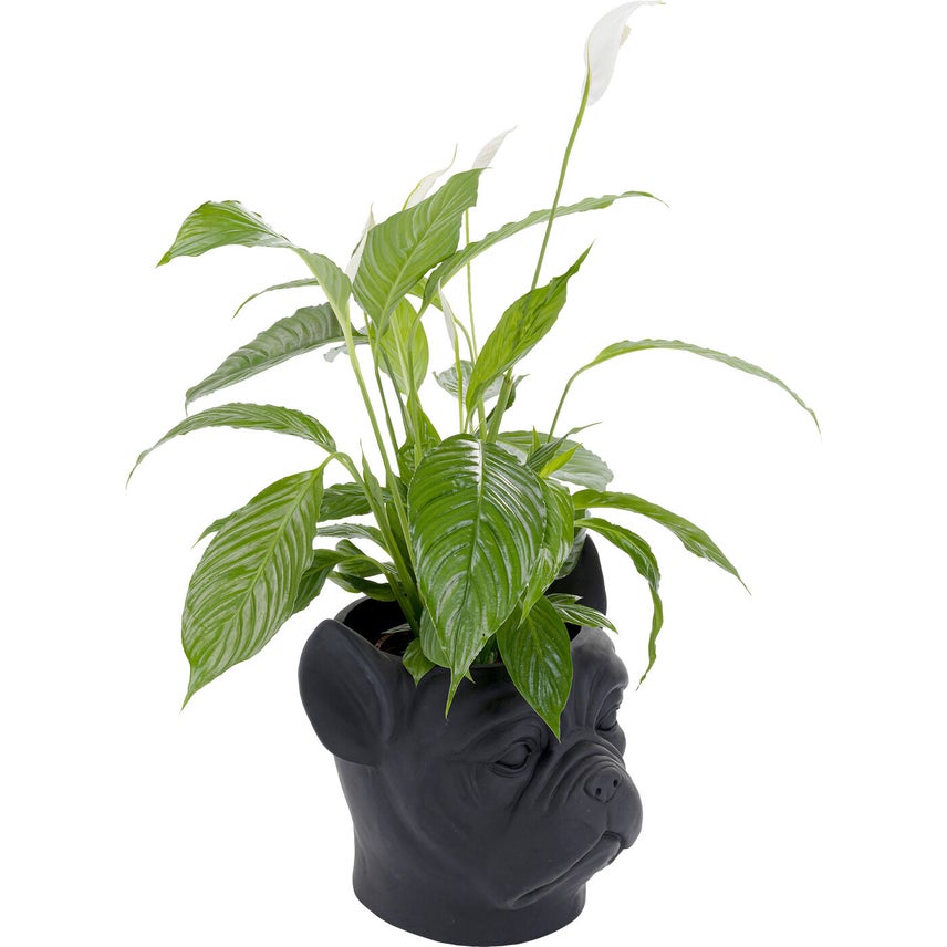 Black Bulldog Planter