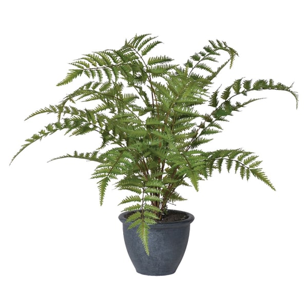 Green Bracken Fern Bush