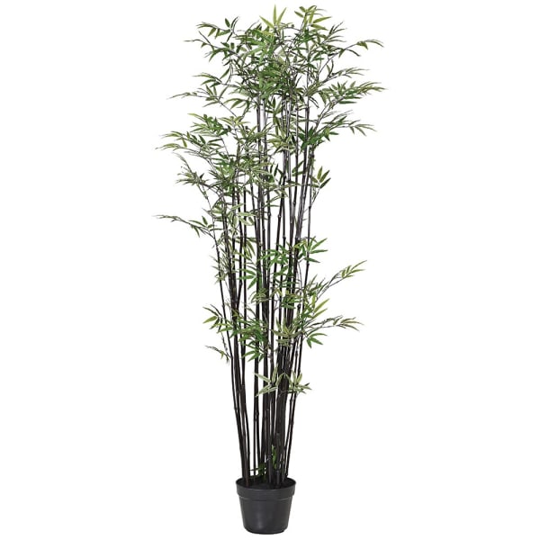 Multi Stem Bamboo Tree